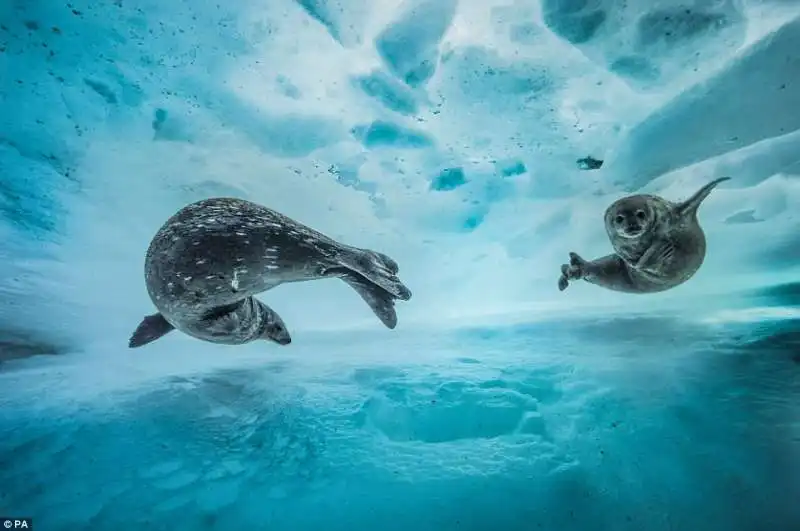 wildlife photographer of the year10