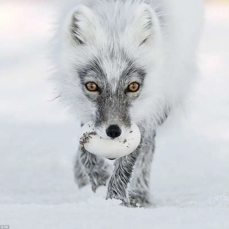 wildlife photographer of the year3