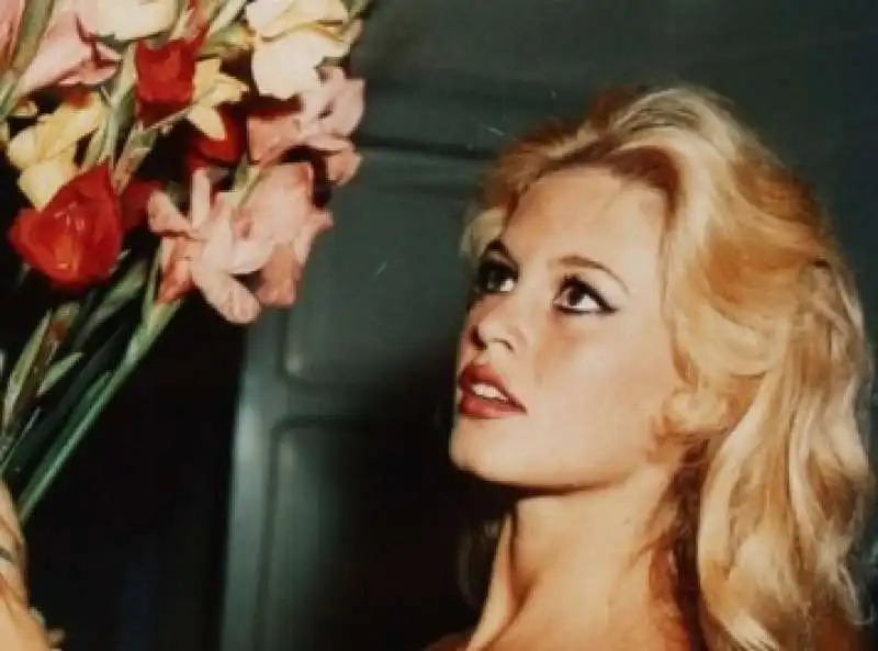 brigitte bardot 