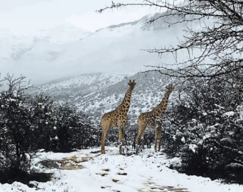 giraffe neve sudafrica