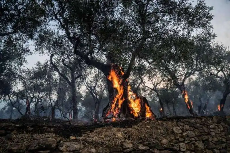 incendio monte serra 30