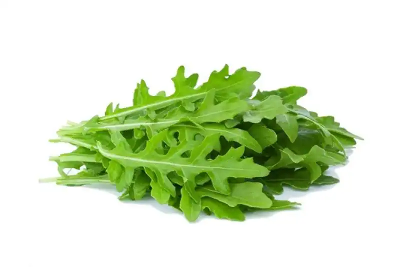 rucola