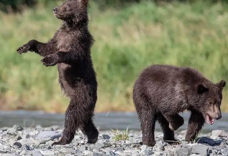 comedy wildlife photography awards 11