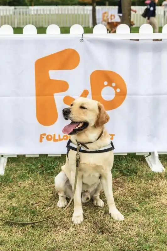 sun, il labrador che ha aiutato una donna in coma 1