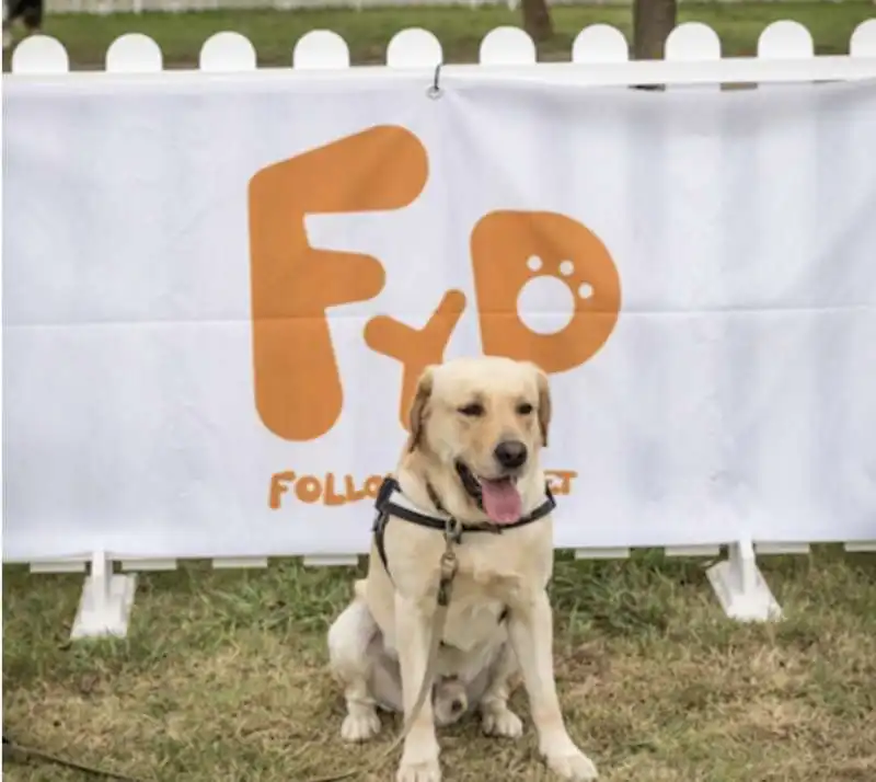 sun, il labrador che ha aiutato una donna in coma