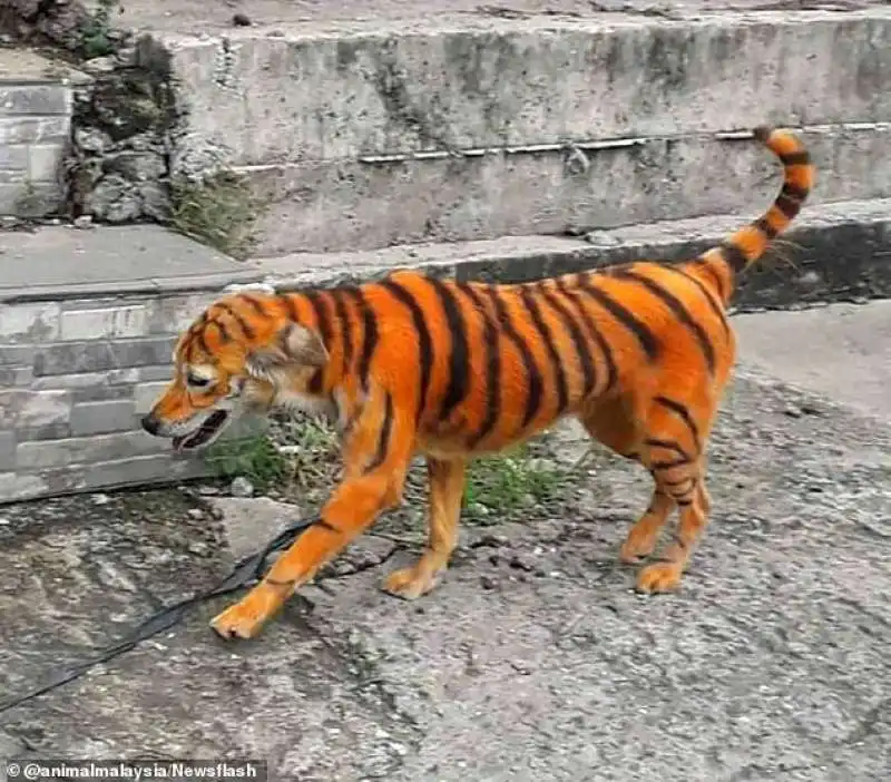 cane randagio verniciato per farlo somigliare a una tigre