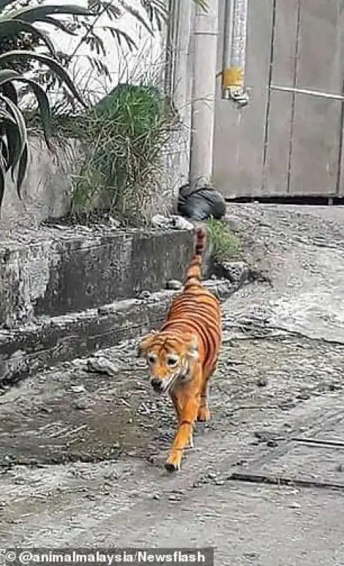 cane randagio verniciato per farlo somigliare a una tigre 3