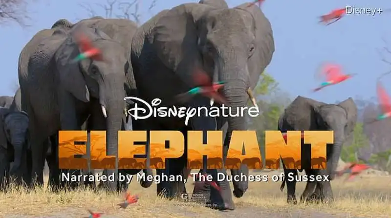 disney + elephant  con la voce di meghan markle