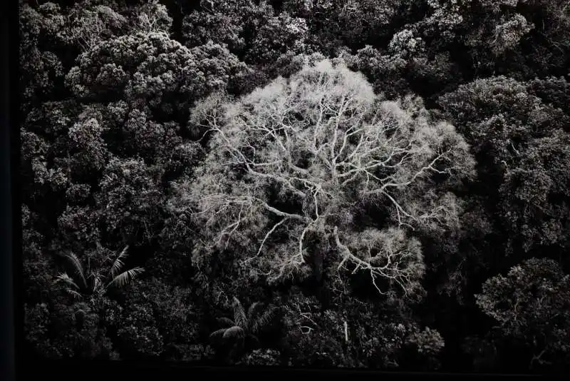 amazonia sebastiao salgado 4