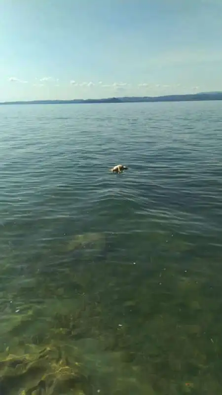 cane ucciso lago di garda