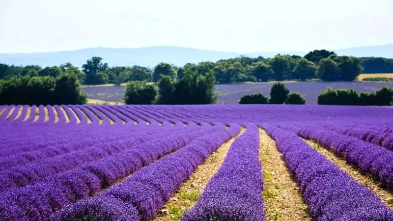 lavanda 10