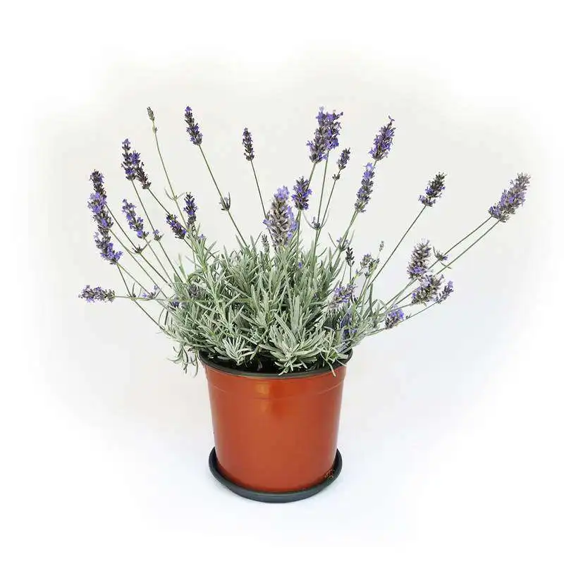 lavanda 15