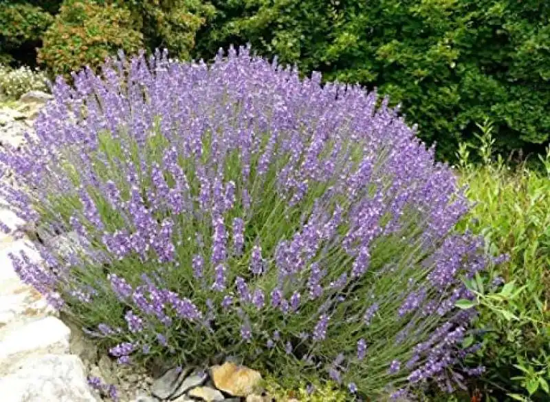 lavanda 16