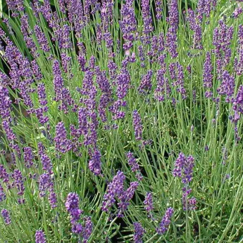 lavanda 7