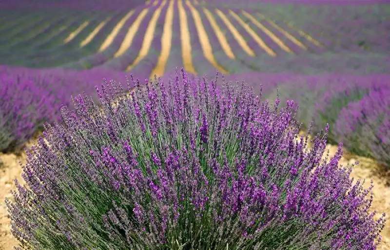 lavanda 8