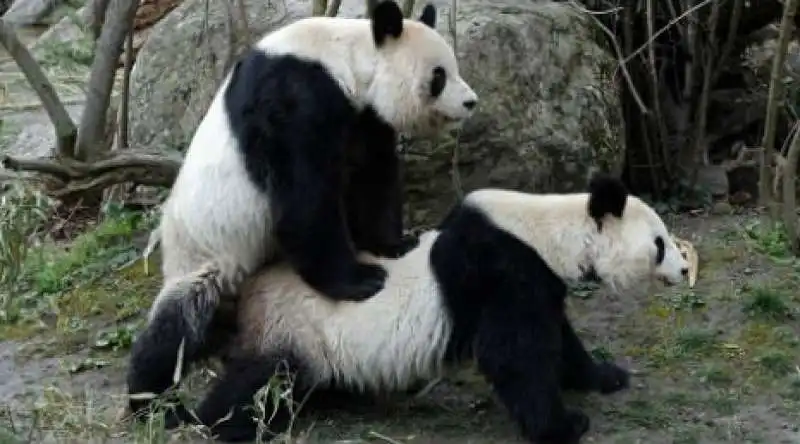 PANDA SESSO