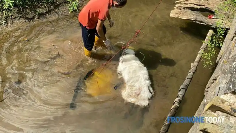 ritrovamento dei cani uccisi 3