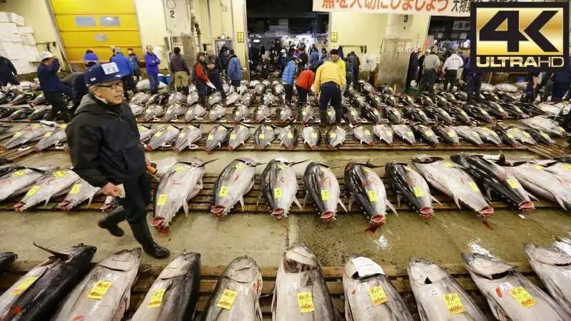 tonno tsukiji 4