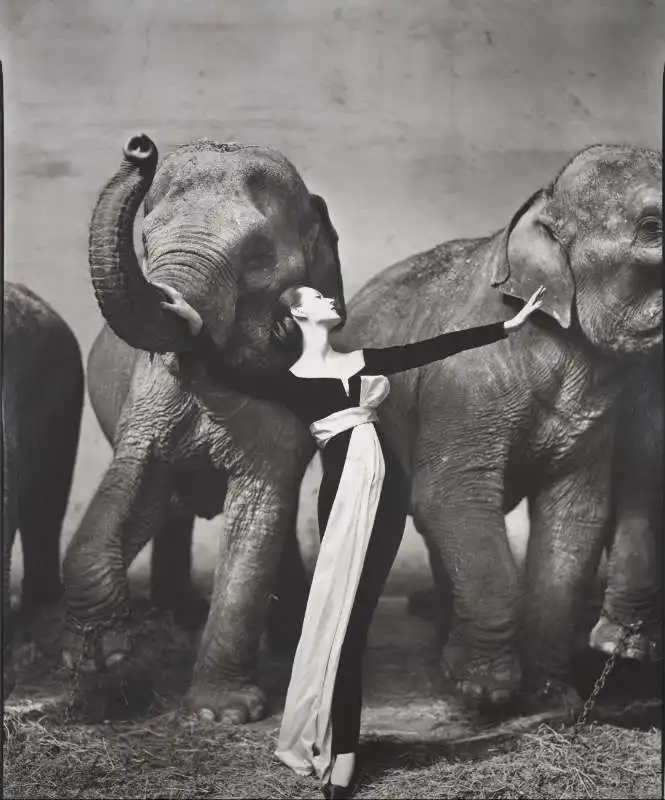 dovima foto richard avedon