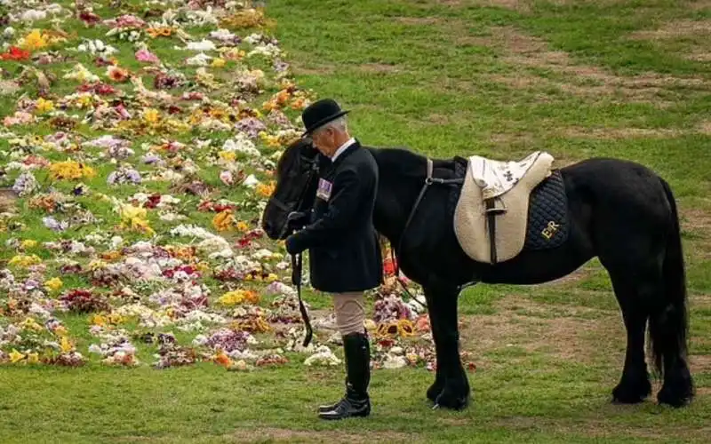 il pony emma aspetta il passaggio del feretro della regina elisabetta 1