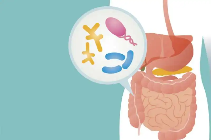 microbiota intestinale 2