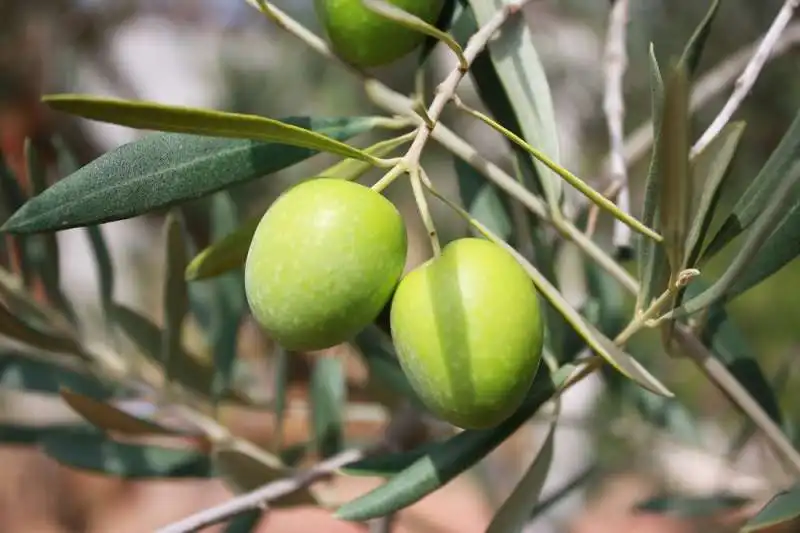 olive ascolane del piceno 1