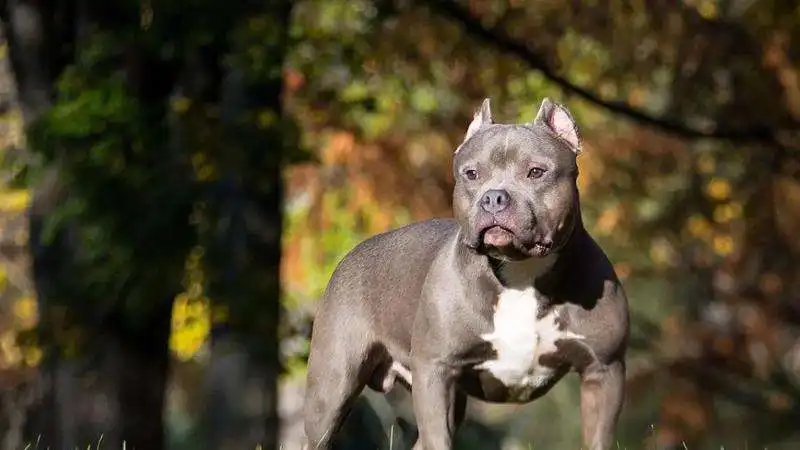 AMERICAN BULLY XL