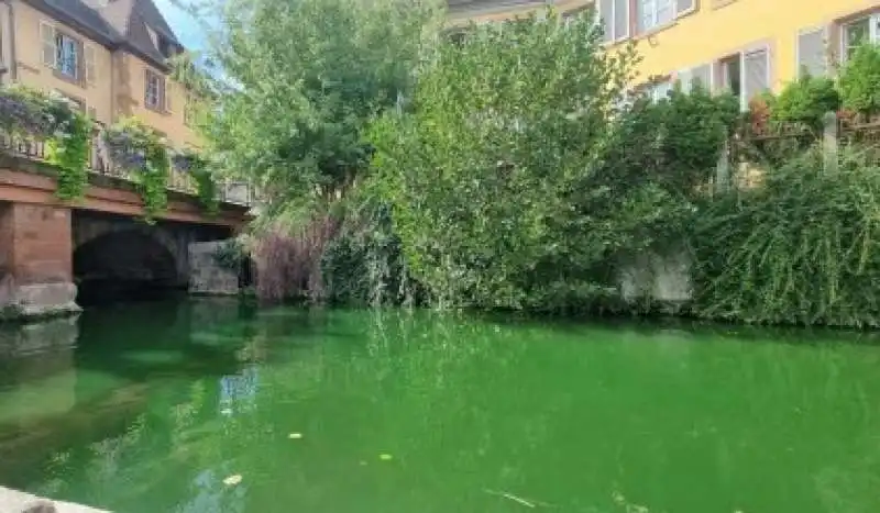 animalisti uccidono i pesci a colmar con il colorante nel fiume 1