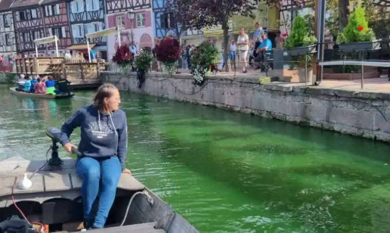 animalisti uccidono i pesci a colmar con il colorante nel fiume 5