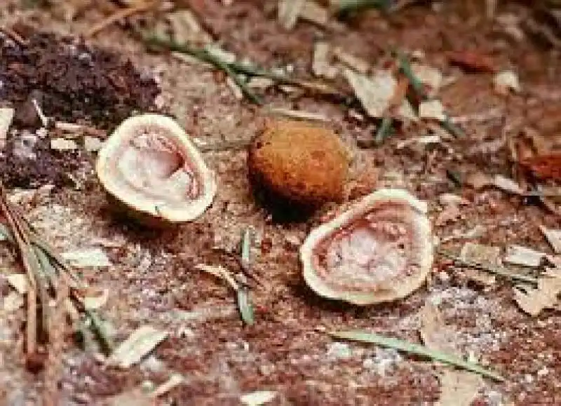 fungo elaphomyces 