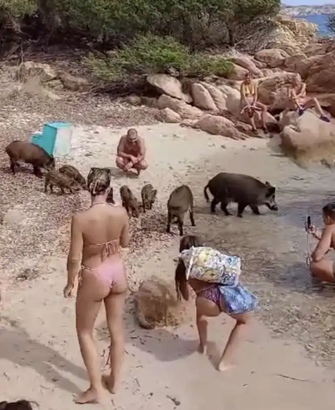 un branco di cinghiali sulla spiaggia de la maddalena in sardegna   5