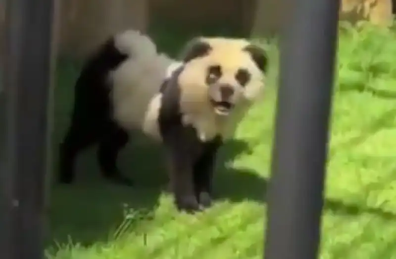 cani dipinti da panda   4