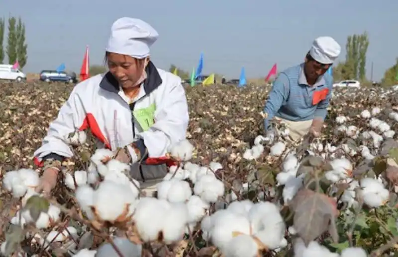 piantagioni di cotone in cina 2