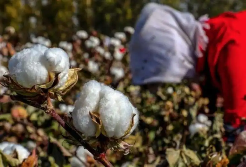 piantagioni di cotone in cina 3