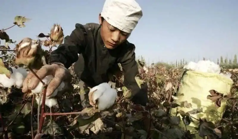 piantagioni di cotone in cina 5