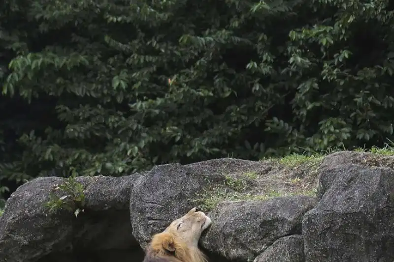 Un leone riposa nello zoo di Singapore 