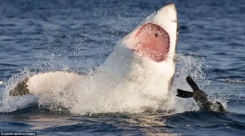 UNA FOCA SFUGGE ALLASSALTO DI UNO SQUALO 