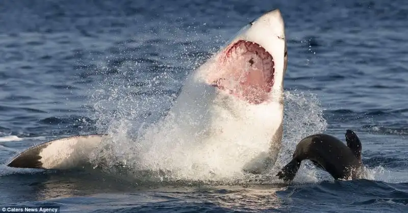 UNA FOCA SFUGGE ALLASSALTO DI UNO SQUALO 