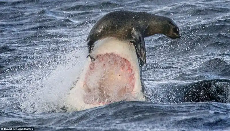 UNA FOCA SFUGGE ALLASSALTO DI UNO SQUALO 