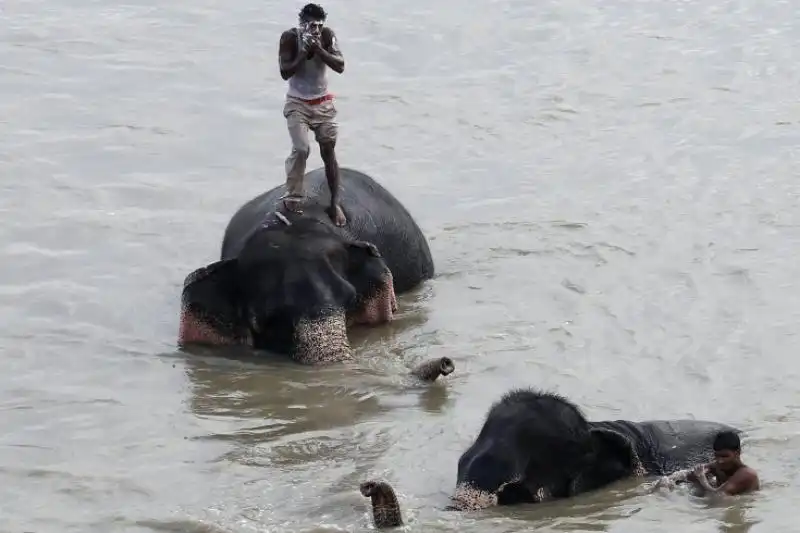 IMMAGINI DELLA SETTIMANA DAL AL SETTEMBRE DAL TIME ELEFANTI FANNO IL BAGNO A NEW DELHI IN INDIA 