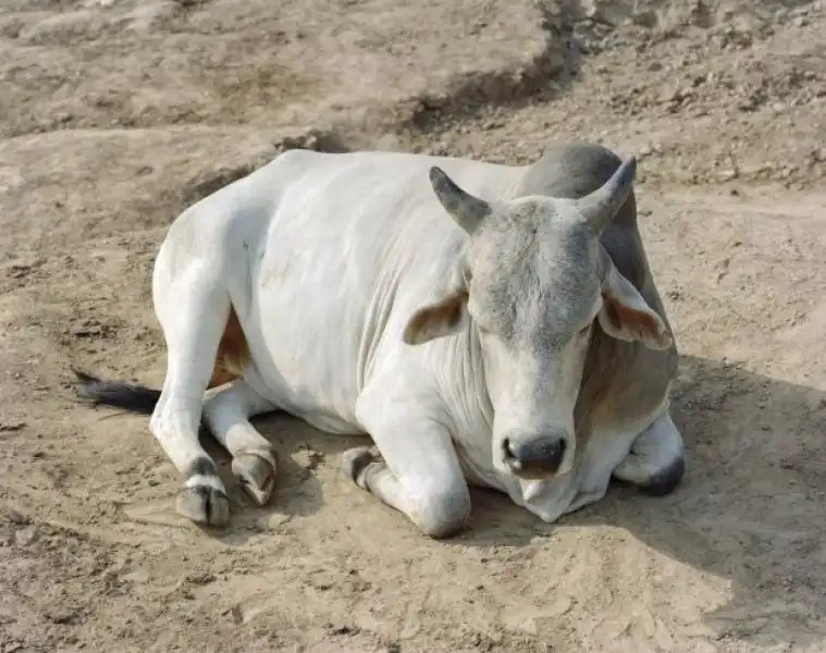 INDIA LA VITA E LA MORTE A VARANASI 