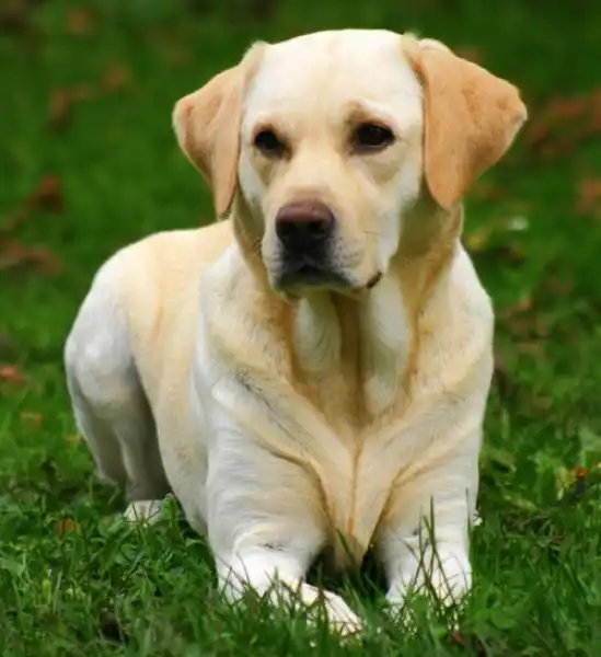 labrador retriever 