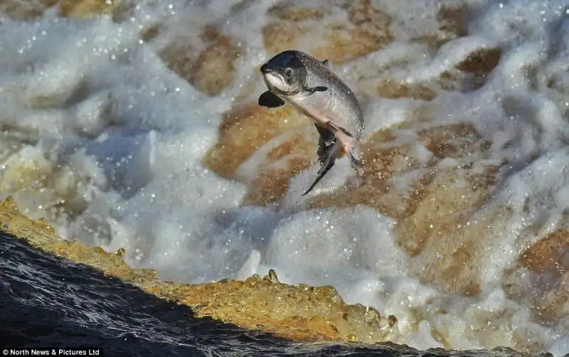 SALMONI NEL FIUME TYNE IN INGHILTERRA 