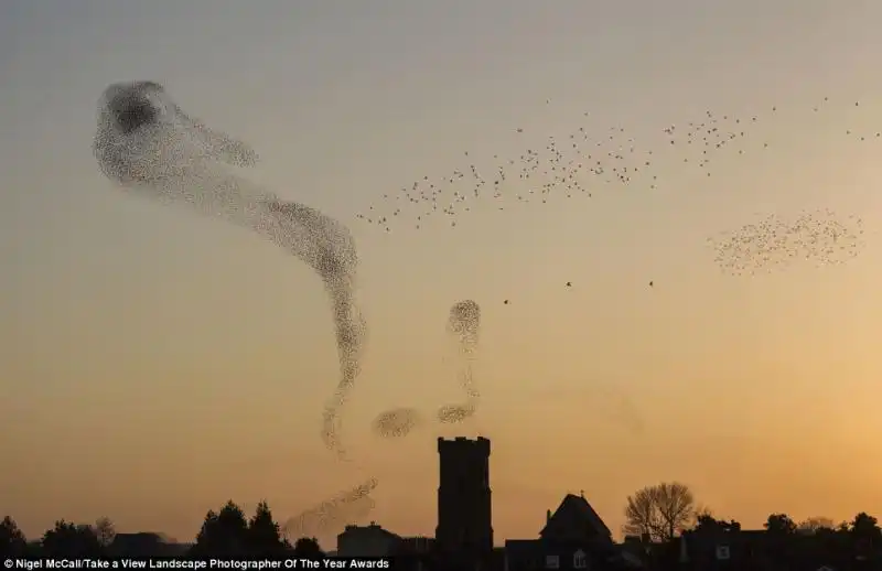 uccelli al tramonto 