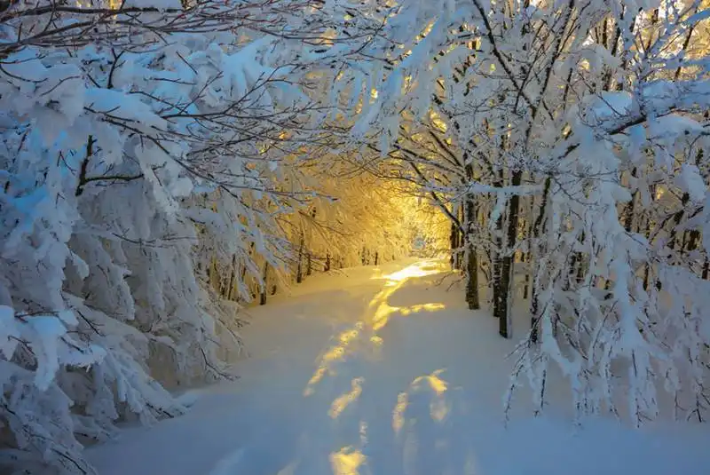 alba invernale nel parco nazionale di campigna, italia