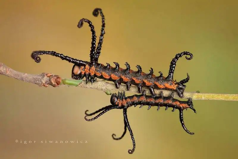 caterpillar moth butterfly before after metamorphosis 1 1