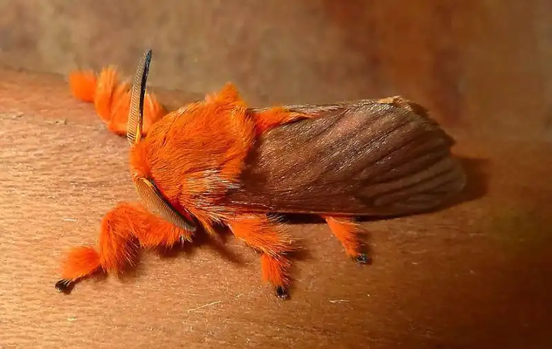 caterpillar moth butterfly before after metamorphosis 11 2