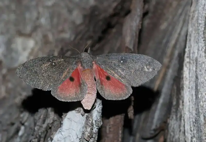 caterpillar moth butterfly before after metamorphosis 13 2