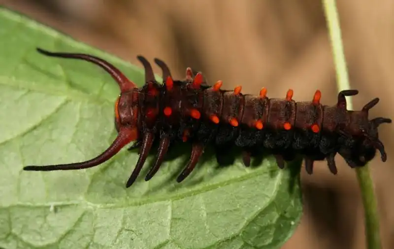 caterpillar moth butterfly before after metamorphosis 14 1