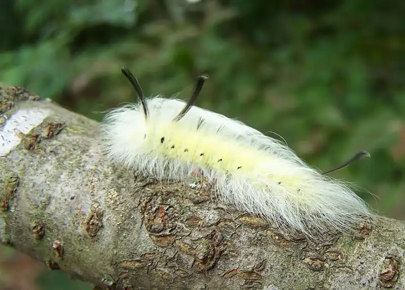 caterpillar moth butterfly before after metamorphosis 15 1